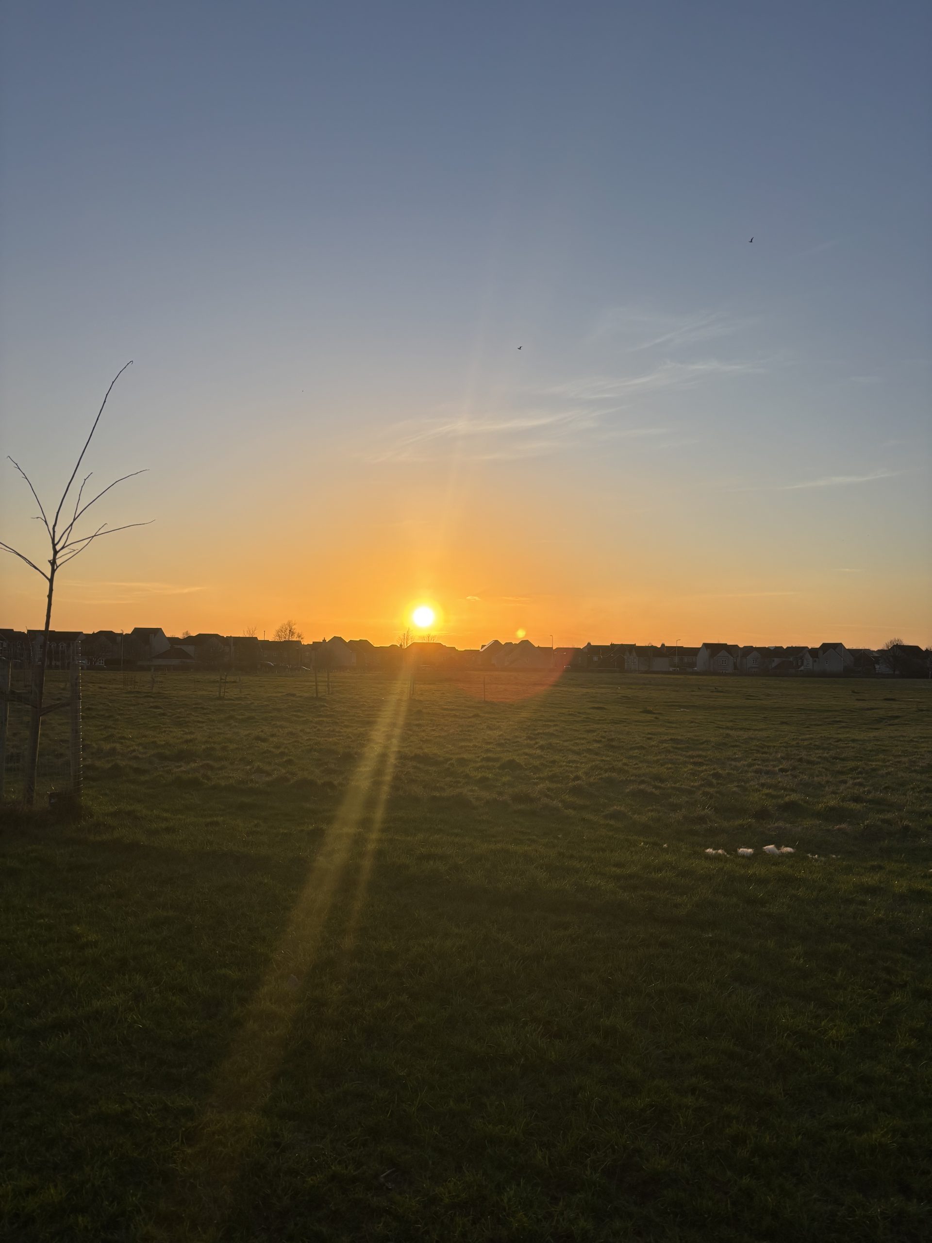 sunrise across a grassy field